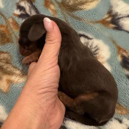 Cyrene - Chocolate female Cavalier King Charles Spaniel puppy in Mount Dora, Fl, Florida from Breezy Palms Cavaliers