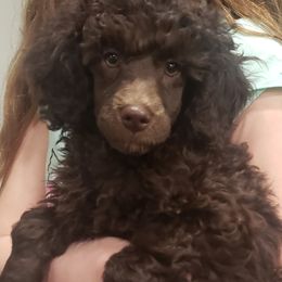 Chewy - Poodle puppy in Burdett, Kansas from Archie's Angels