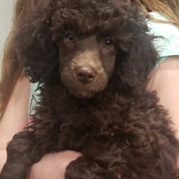 Chewy - Poodle puppy in Burdett, Kansas from Archie's Angels