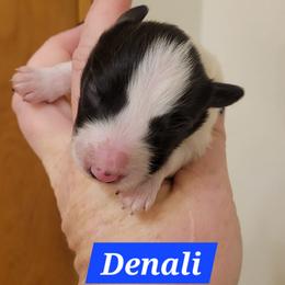 Denali - White and black female Shetland Sheepdog puppy in Kaycee, Wyoming from Heavenly Shelties