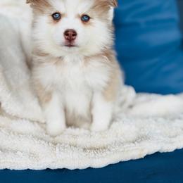 Girl 2 - Red and white female Pomsky puppy in Yavapai County, Arizona from Pawsh Pomskies