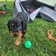 Gordon Setter Puppies from Tom McCleary