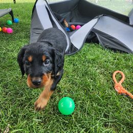 Gordon Setter Puppies from Tom McCleary
