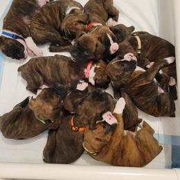 Boxer Puppies from Keen Boxers