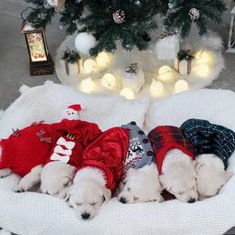 Golden Retriever puppies from Eagle River Golden Retriever Farm