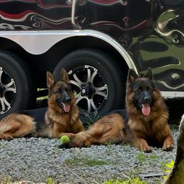 German Shepherd puppies from Austin’s German Shepherd’s