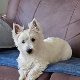 Emma - West Highland White Terrier
