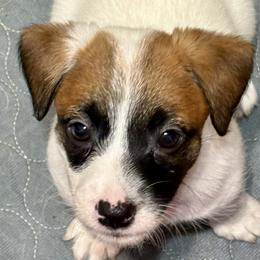 Female 3 - Brown and white female Jack Russell Terrier puppy in Williston, Florida from CP FARMS BORDER COLLIES N JACKS CORP