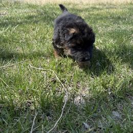 Pink female - Black and red female German Shepherd puppy in Herrick, South Dakota from Dakota Shepherds Kennels