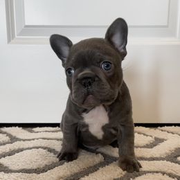 French Bulldog Puppies from Blue Lotus Frenchies