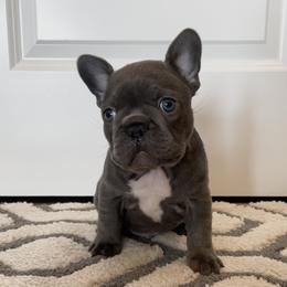 French Bulldog Puppies from Blue Lotus Frenchies