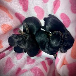 Ramses - Black and mahogany male Rottweiler puppy in Denver, Colorado from DR
