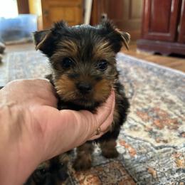 Libbies blue - Black and tan male Yorkshire Terrier puppy in Hardeeville, South Carolina from Pups of the Lowcountry