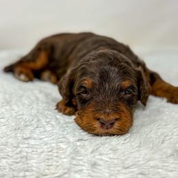 Americano - Phantom male Bernedoodle puppy in Fleming, Colorado from Vandenbark Doodles