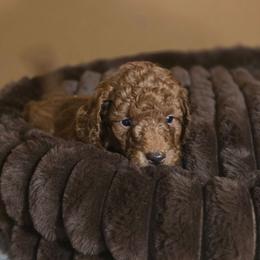 Leonard - Red  male Poodle puppy in Statesboro, Georgia from Briar Creek Kennels