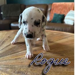 Rogue - HUA - White and black male Dalmatian puppy in Mount Vernon, Missouri from Spots & Spirals