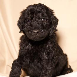 Apollo - Black male Goldendoodle puppy in Palmetto Bay, Florida from SOMIDOODLES