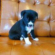 Xoloitzcuintli Puppies from Xoloitzcuintli Companions