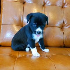 Xoloitzcuintli Puppies from Xoloitzcuintli Companions