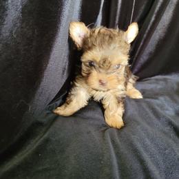 Odie. - Chocolate and tan male Yorkshire Terrier puppy in Buda, Texas from BIOLA'S YORKIES