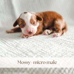 Mossy - Red  male Goldendoodle puppy in Punta Gorda, Florida from Transformation Acres Goldendoodle
