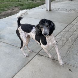 Nymeria - Poodle