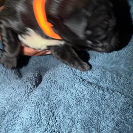 Male 2 - Black male Cane Corso puppy in Pearland, Texas from Lonestar Corso Kennels