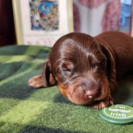 Bunny - Chocolate and tan Dachshund puppy in Sherman, Texas from Hardy Miniature Dachshunds