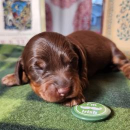 Bunny - Chocolate and tan Dachshund puppy in Sherman, Texas from Hardy Miniature Dachshunds