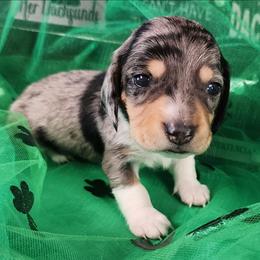 Toddy - Dapple male Dachshund puppy in Anaconda, Montana from Williams Family Dachshunds