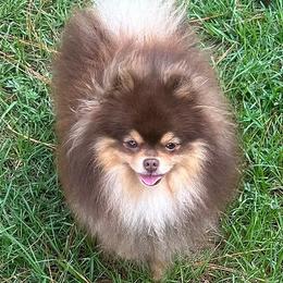 Rolo - Pomeranian
