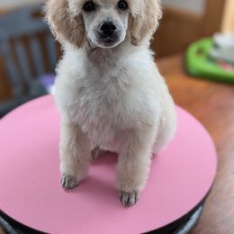 Poodle Puppies from Moirae Poodles