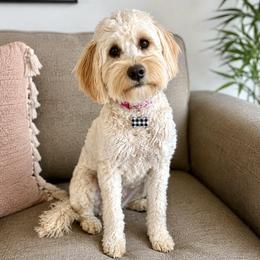 Honey - Goldendoodle