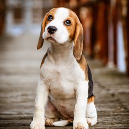 Rosie - Black tan and white female Beagle puppy in Caldwell, Ohio from Folklore Kennel