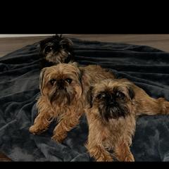 Brussels Griffon All Grown Up from Lavish Griffons