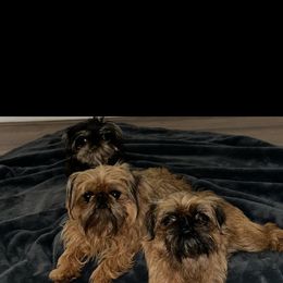 Brussels Griffon All Grown Up from Lavish Griffons