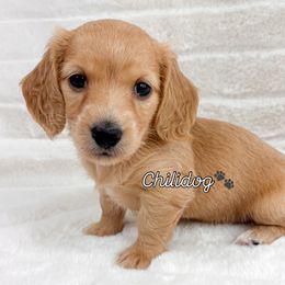 Dachshund Puppies from Chilidog Dachshunds