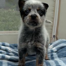 Sweet Pea - Blue mottled female Australian Cattle Dog puppy in Seneca, Missouri from MO Morningstar Heelers