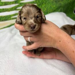 Bluey - Dapple female Dachshund puppy in Huffman, Texas from Alex's Dachshunds