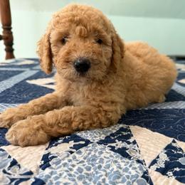 Eliza Hamilton - Apricot female Poodle puppy in Fairfield, North Carolina from Leaning T Ranch