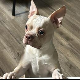 Zeus - Boston Terrier