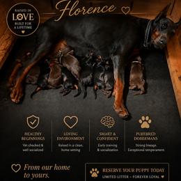 RedMale - Red and rust male Doberman Pinscher puppy in Columbia, Maryland from Storm Cloud Doberman