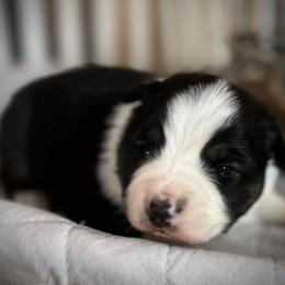 Jim - Black tri male Miniature Australian Shepherd puppy in Bethany, Illinois from Rachel at Marrowbone Creek Aussies