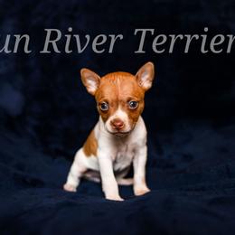Sable girl 2 - Red white and sable female Rat Terrier puppy in Allegan, Michigan from Gun River Terriers