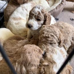 Bernedoodle, Cockapoo, and Goldendoodle Puppies from Avery Doodle Day LLC
