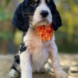 Louise - Black white and tan female English Springer Spaniel puppy in Crawford, Tennessee from Lilly Lane Spaniels