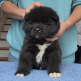 Boy 1 Brick collar - Black male Akita puppy in Coopersburg, Pennsylvania from Main Street Akitas