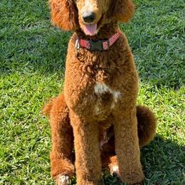 Simphony - Poodle