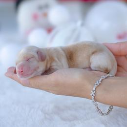 Nugget - Cream male Dachshund puppy in Fort Myers, Florida from Blossom Paws