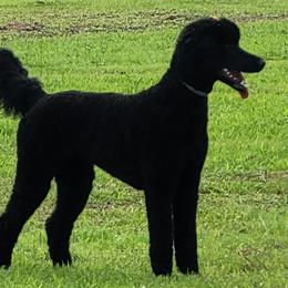 Prissy - Poodle